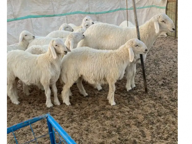  طليان ورخال وتيس