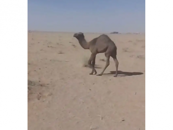  قعود