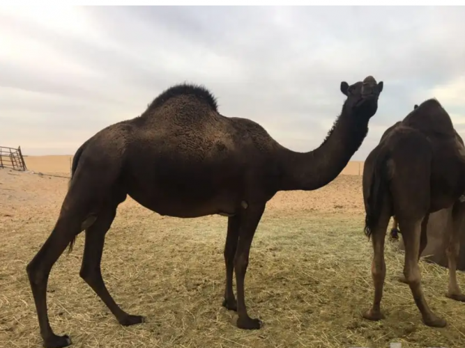  لقحتين مجاهيم للبيع