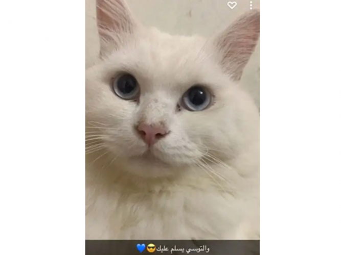  قط شيرازي ابيض مفقود محلوق حلاقه الاسد