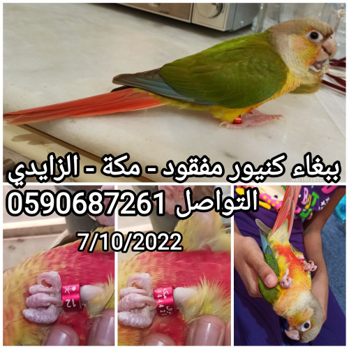  ببغاء كنيور أليف   مكة