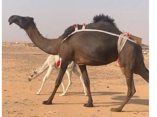  خلفه مجهم غرابيه طيبه