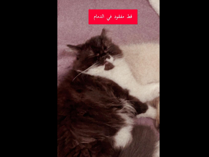  » قط مفقود في الدمام حي السلام