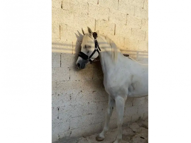  حصان واهو