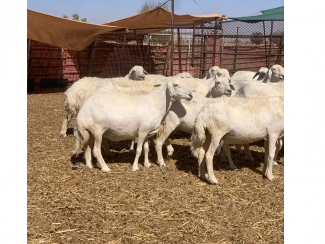  غنم حريه