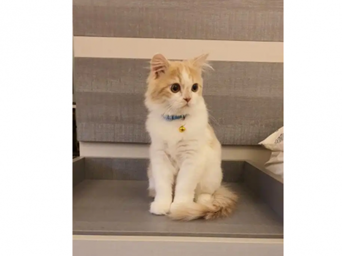  قط شيرازي