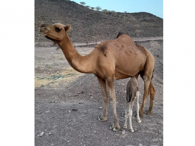  ناقه خلفه حمراء مشروطه تحلب بعقال