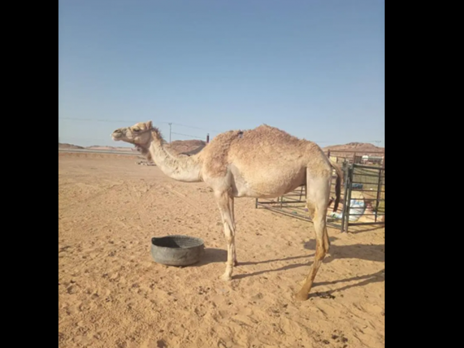 بكره ثنيه طابع شرط