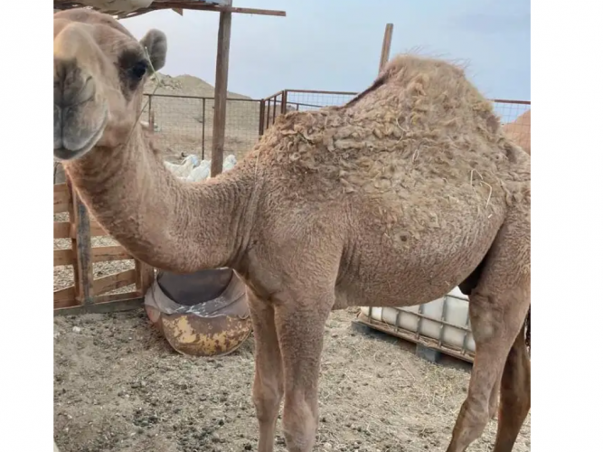  حاشي للبيع طريق ينبع النخل