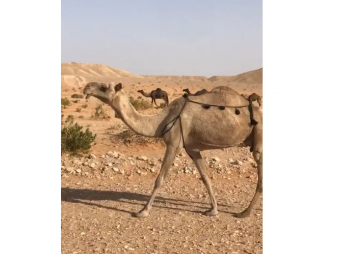  عشراء شعلاء كفو