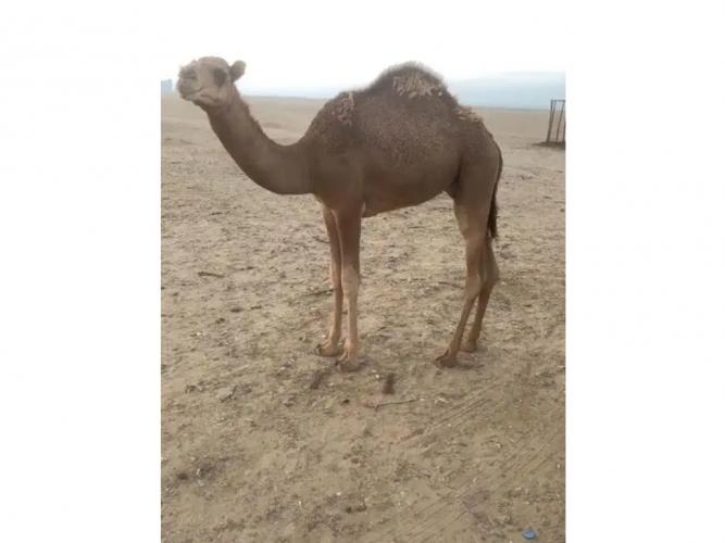  ثول   قعدان مافريد