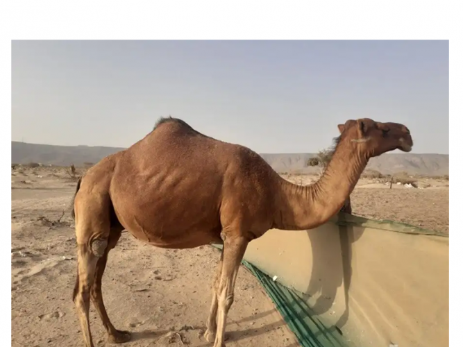  ناقه ساحلية