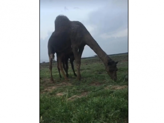  ناقه ضايعه من حرة قريضه
