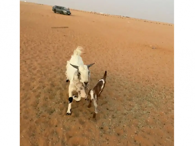  جفرات مفقوده
