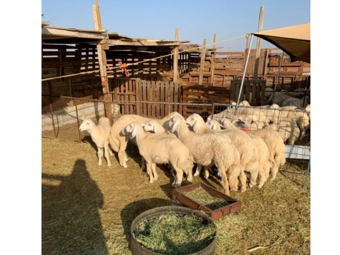  طليان ورخال ذبايح