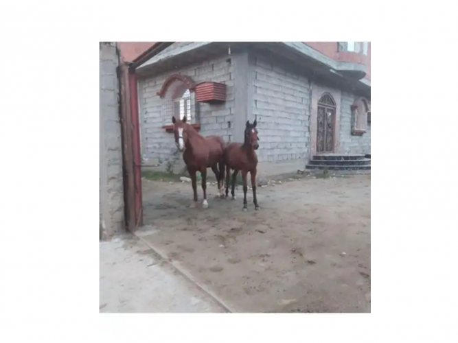  حصان وفرس مفقودة