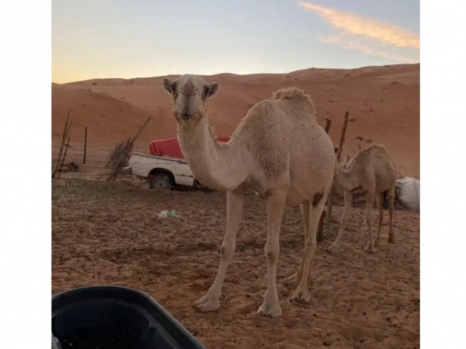  ناقة لقحه