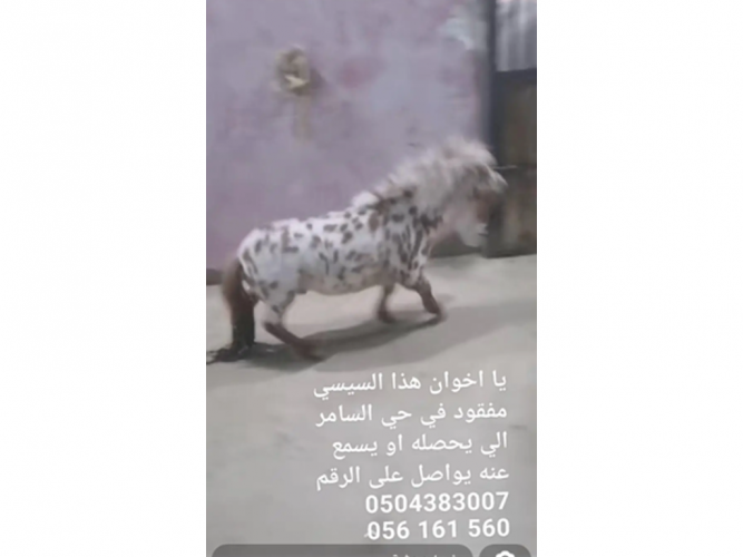  سيسي مفقود