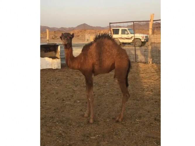  خلفه طيبه