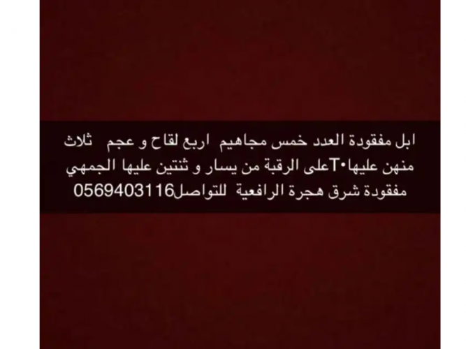  ابل مفقودة
