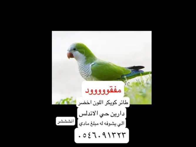  طائر كويكر