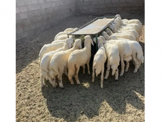  بهم مرابي ومكسب