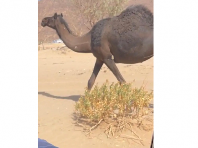  ناقتين ضايعة