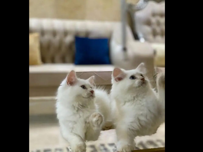  ثلاث قطط شيرازي