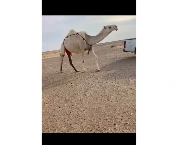  عشرا كفووو