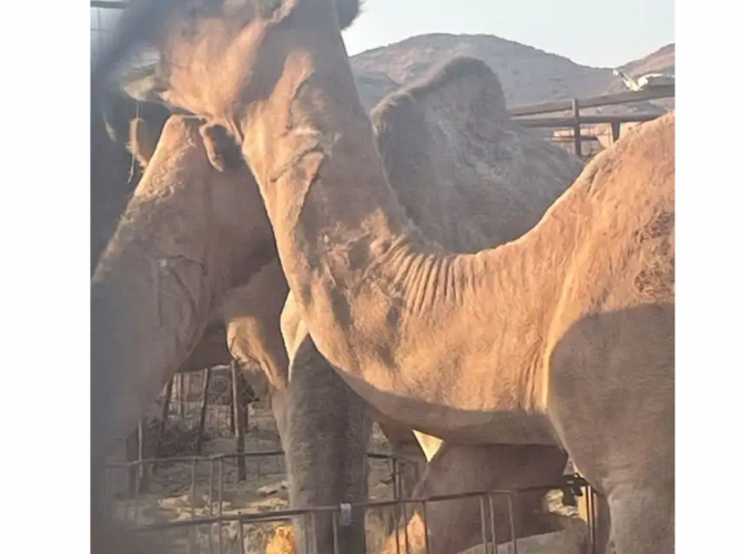  ناقتين مفقوده من وادي ريم