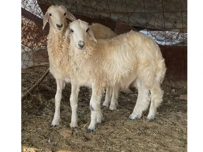  طلي و رخل