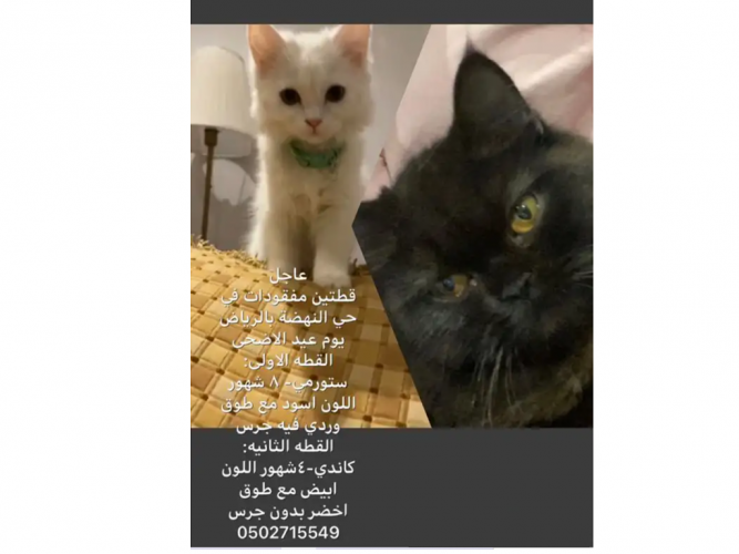  قطتين مفقودات في حي النهضة