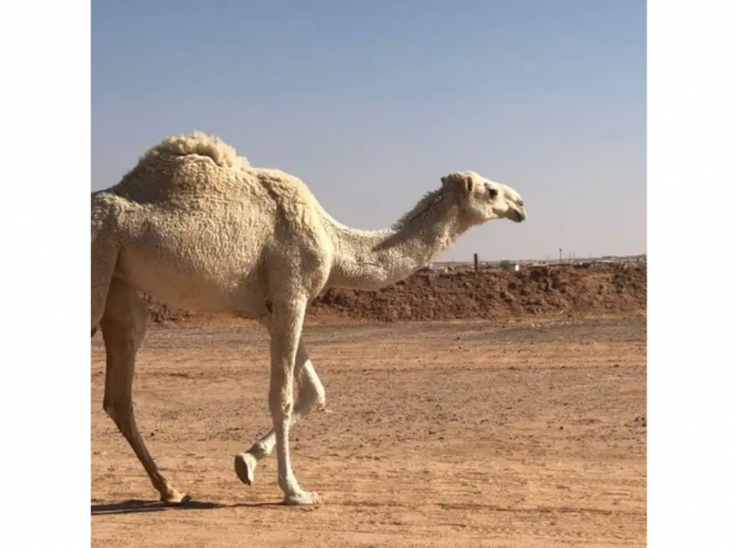  حاشي للبيع