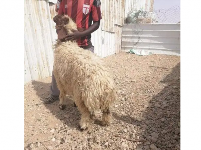  ضحايا نعيم طيبه مغلقه