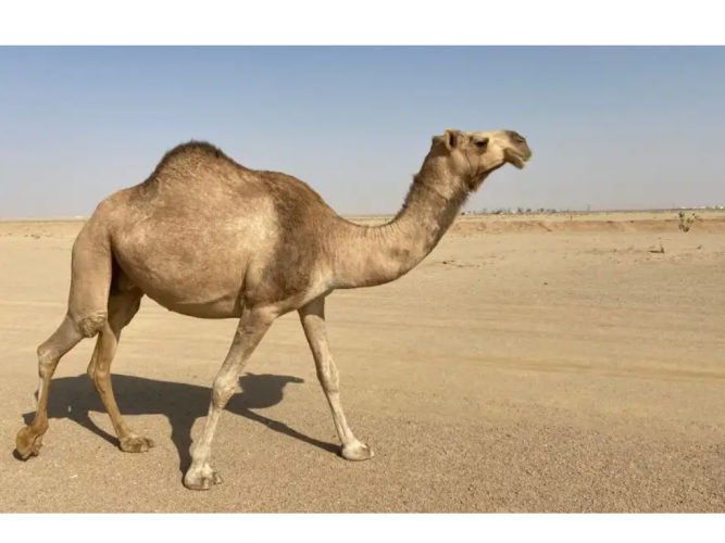  عشراء للبيع طيبه