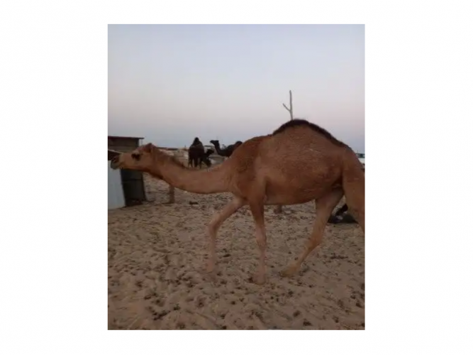  بكره للبيع على سوم 