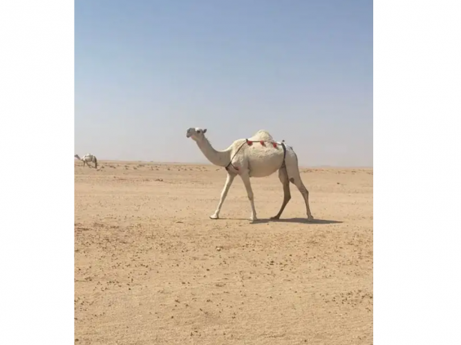  اللقحة الوضحا