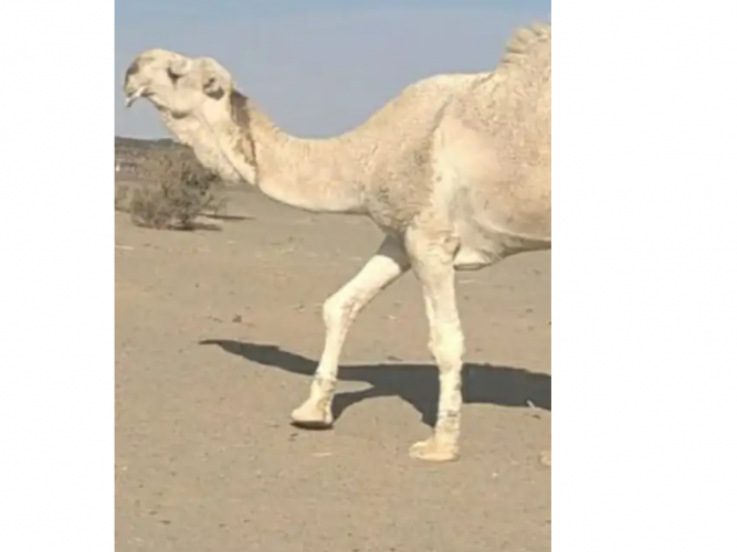  جمل ولد الكنق ضغط عالي