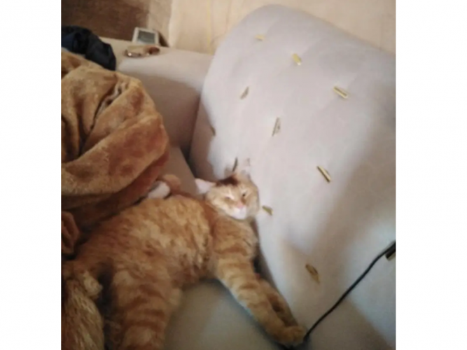 قط ضايع
