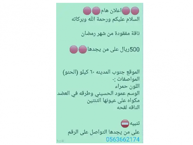  ناقه مفقوده لمن يجدها 500ريال
