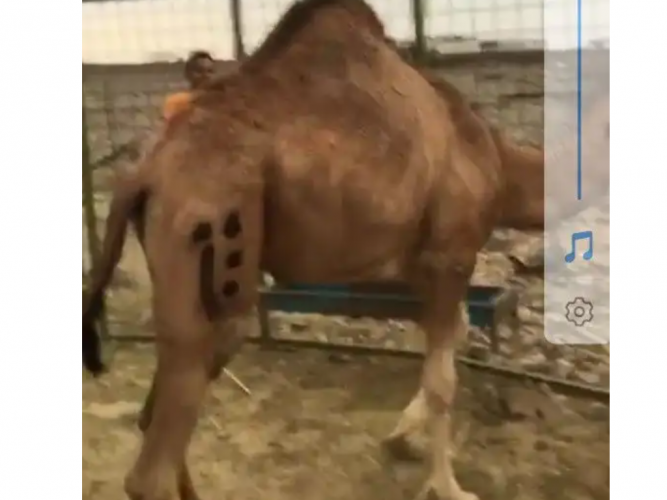  اعلان عن ناقه مفقوده