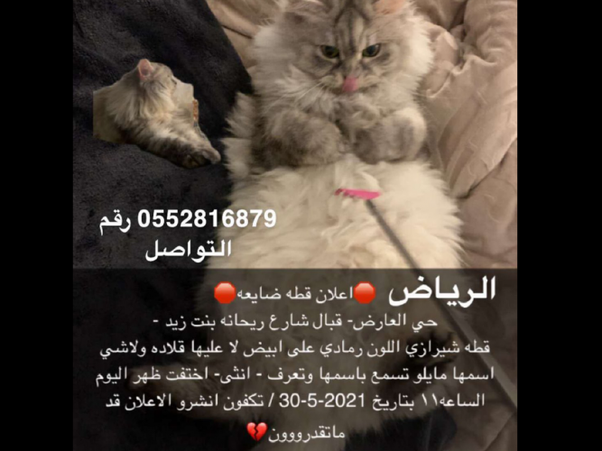  قطه شيرازي رمادي على ابيض