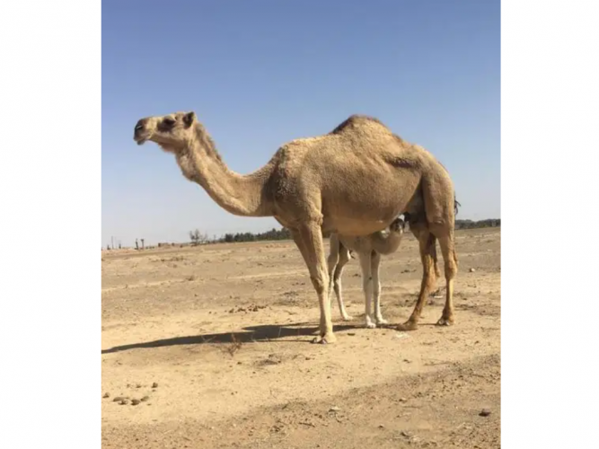  للبيع خلفه
