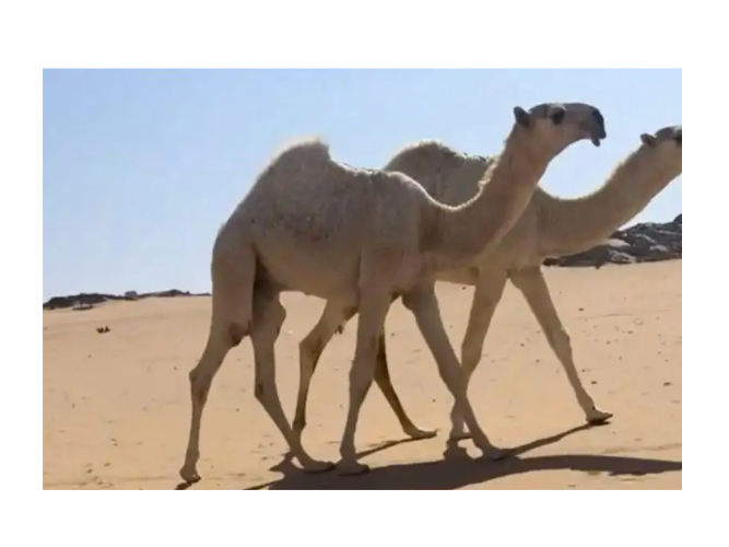  قعود اوضح كفوو