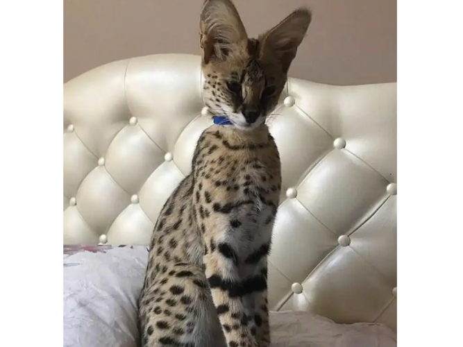  قط نوع سافانا مفقود