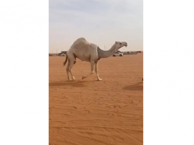  وضحاء معشر