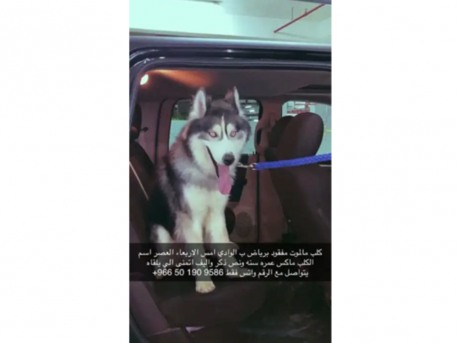  كلب مفقود