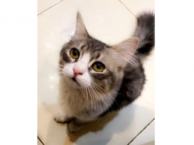  قط مفقود في المجمعه