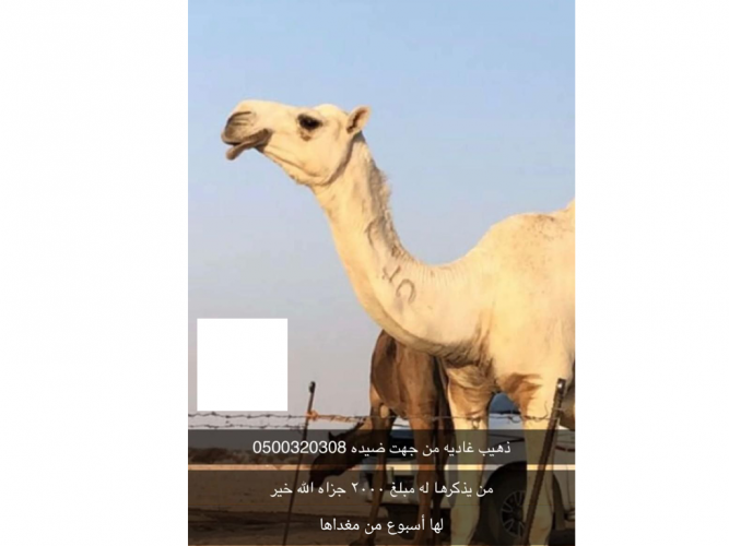  ذهيب غادية من جهت ضيده
