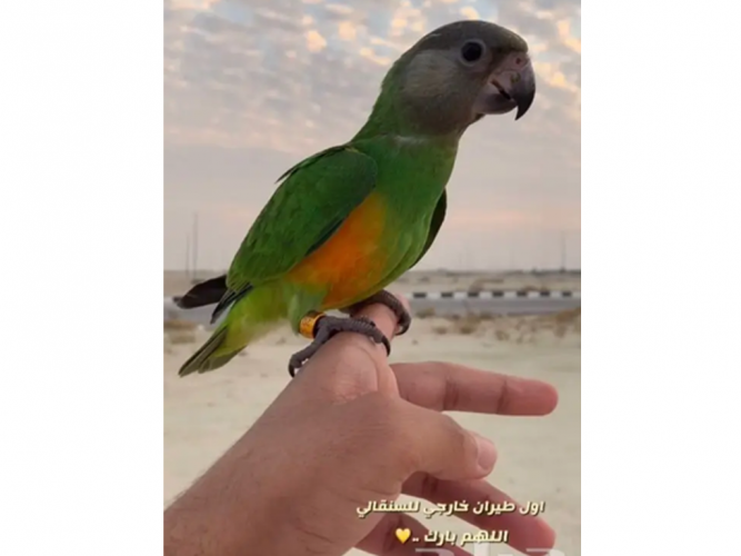  ببغاء سنقالي مفقود
